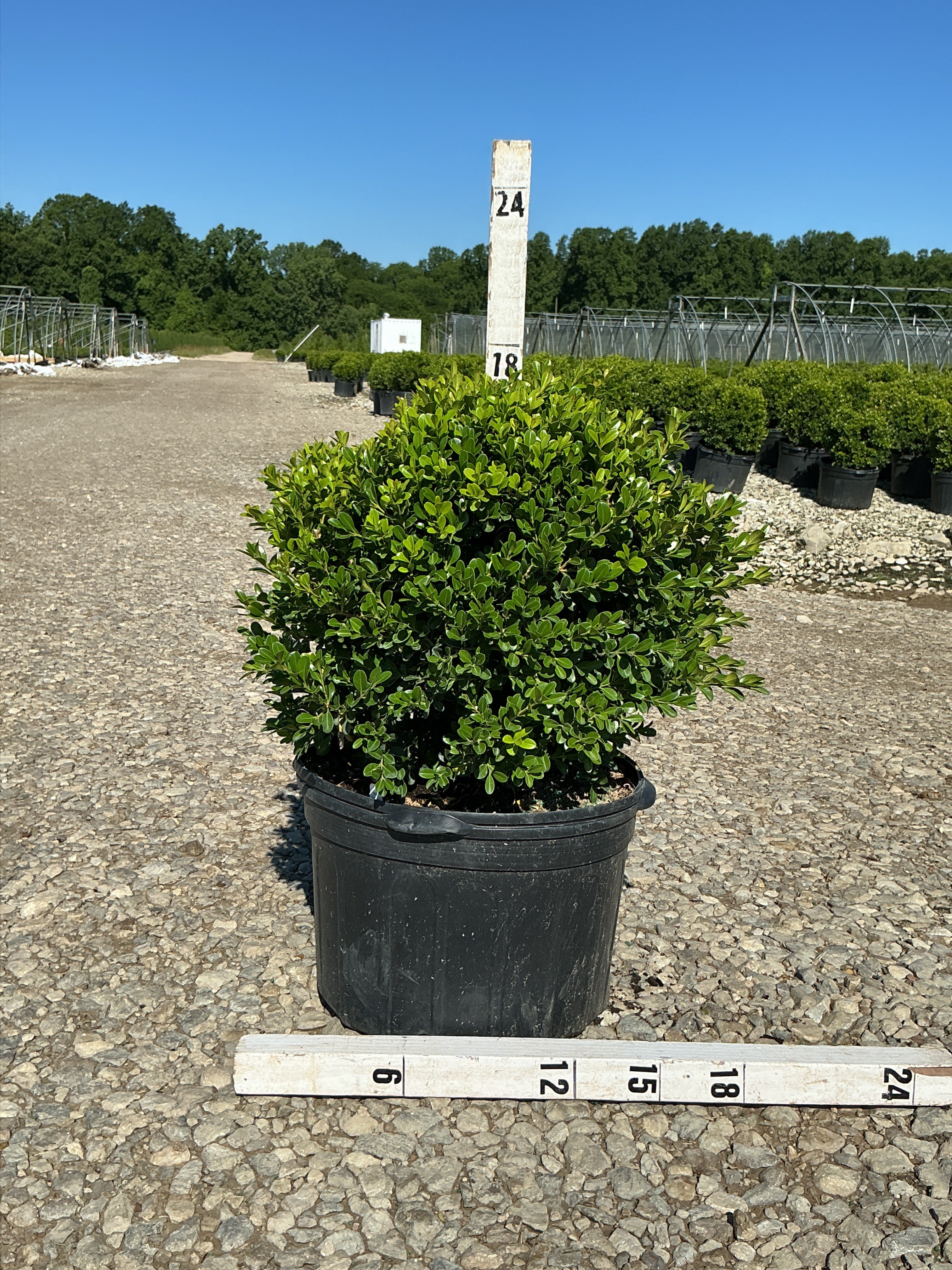 Buxus newgen 'Independence'
