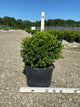 Buxus newgen 'Independence'
