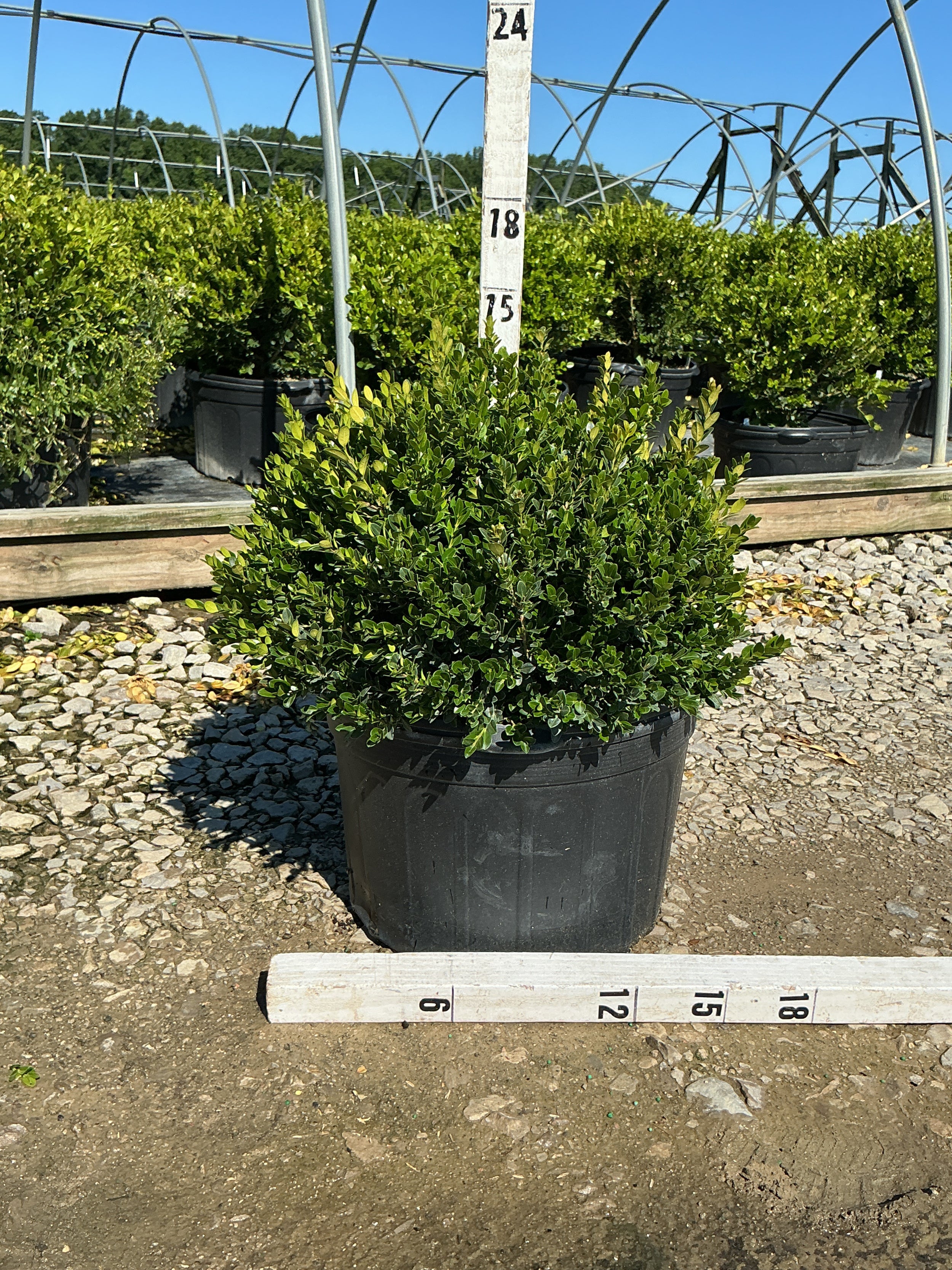 Buxus microphylla 'Little Missy'