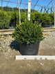 Buxus microphylla 'Little Missy'
