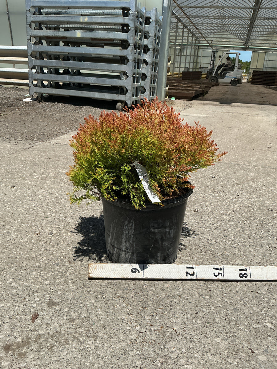 Thuja occidentalis 'Congabe' — G3 12
