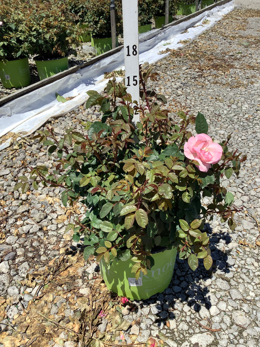 Rosa K.O 'Radyod' — G3