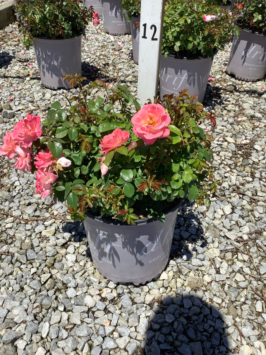 Rosa 'Drift Meiggili' — G2