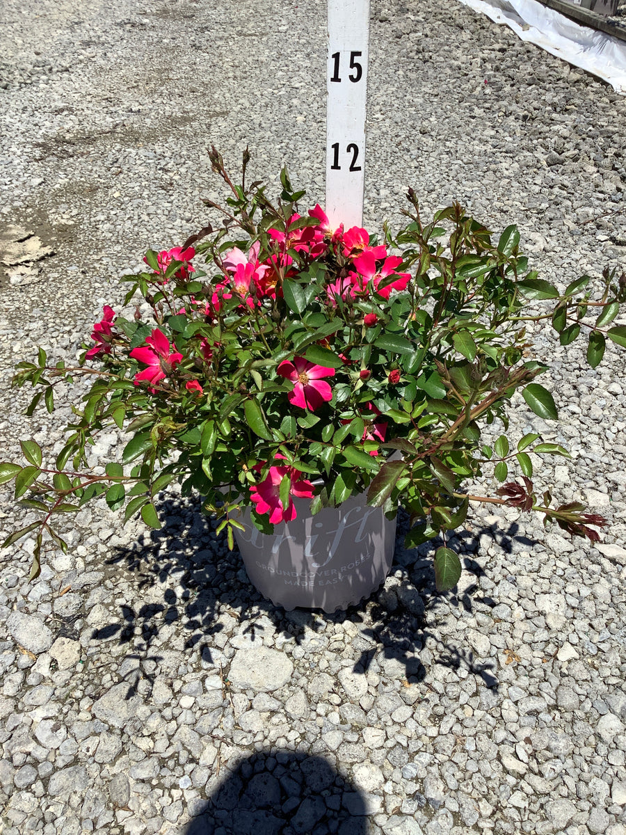 Rosa 'Drift Meijocos' — G2