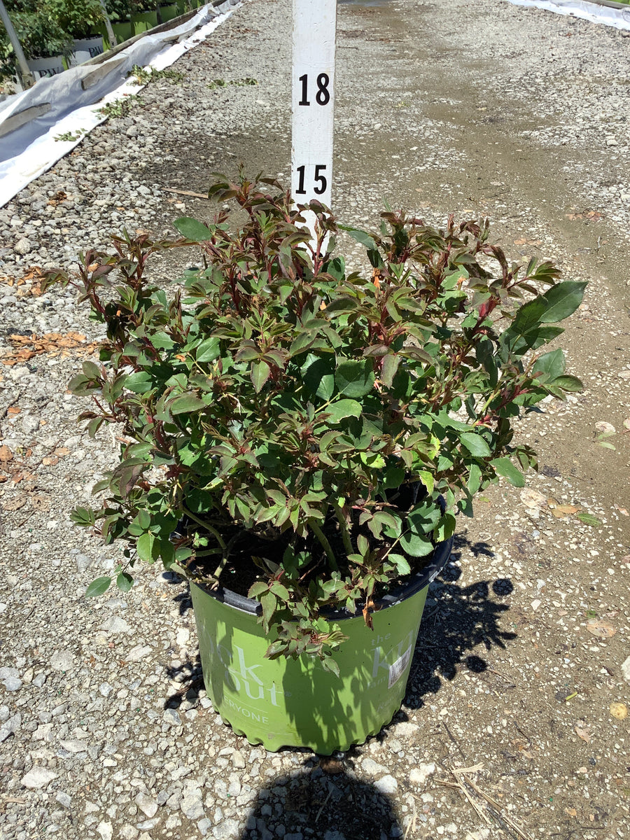 Rosa K.O 'Radsunny' — G3