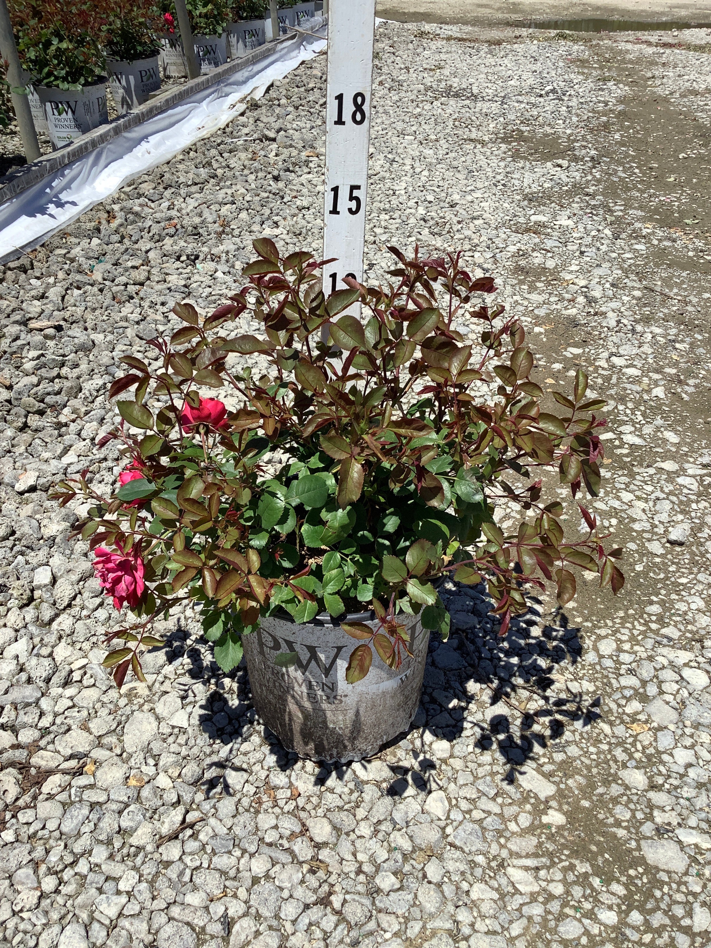 Rosa 'Oso Easy Double Red'