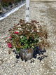 Rosa 'Oso Easy Double Red'