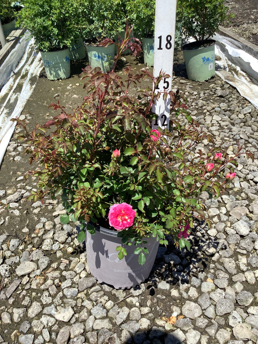 Rosa 'Drift Meiswetdom' — G2