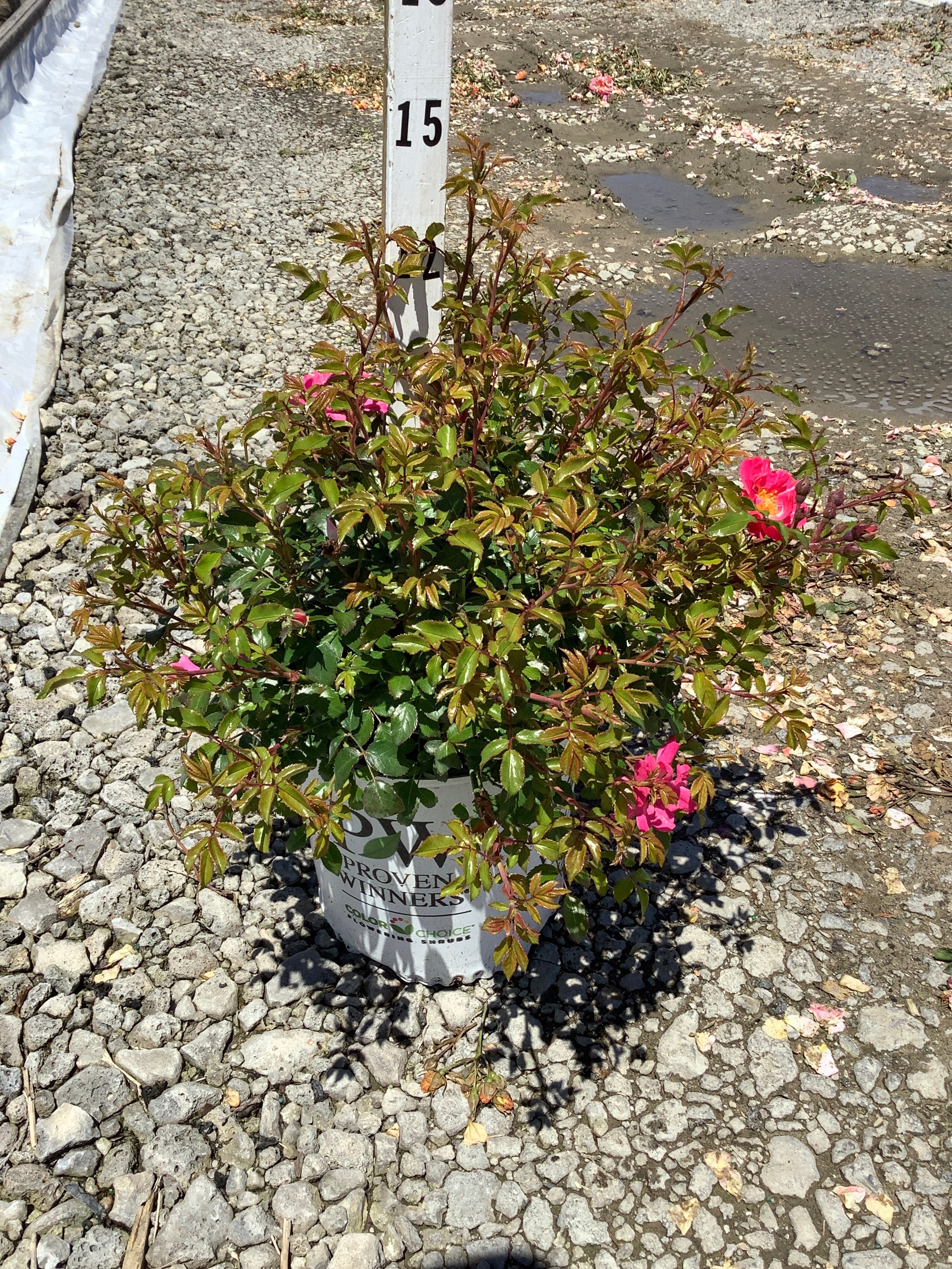 Rosa 'Oso Easy Double Pink'