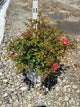 Rosa 'Oso Easy Double Pink'