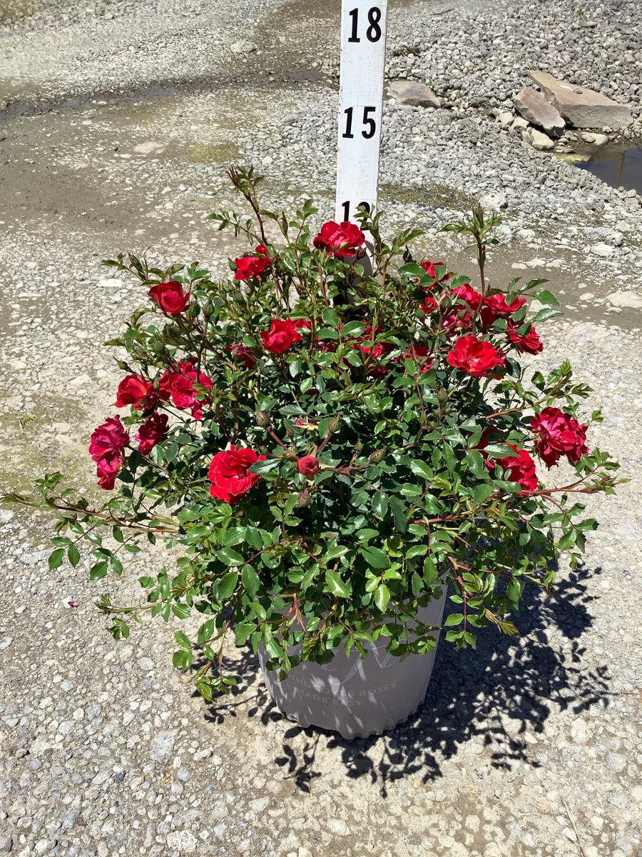 Rosa 'Drift Meigalpio' — G2