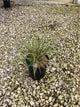 Carex 'Carex Everglow'