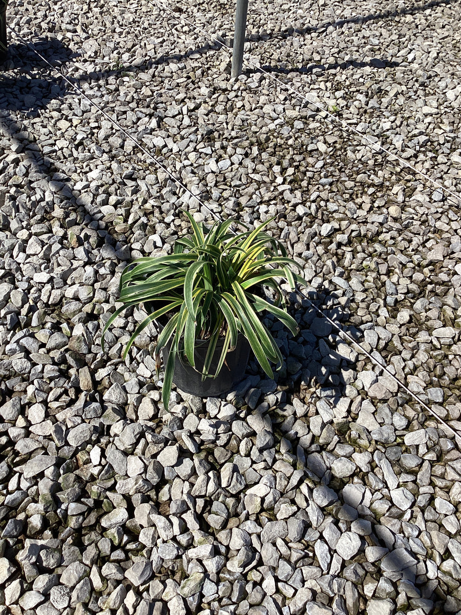 Liriope muscari 'Silvery Sunproof' — G1