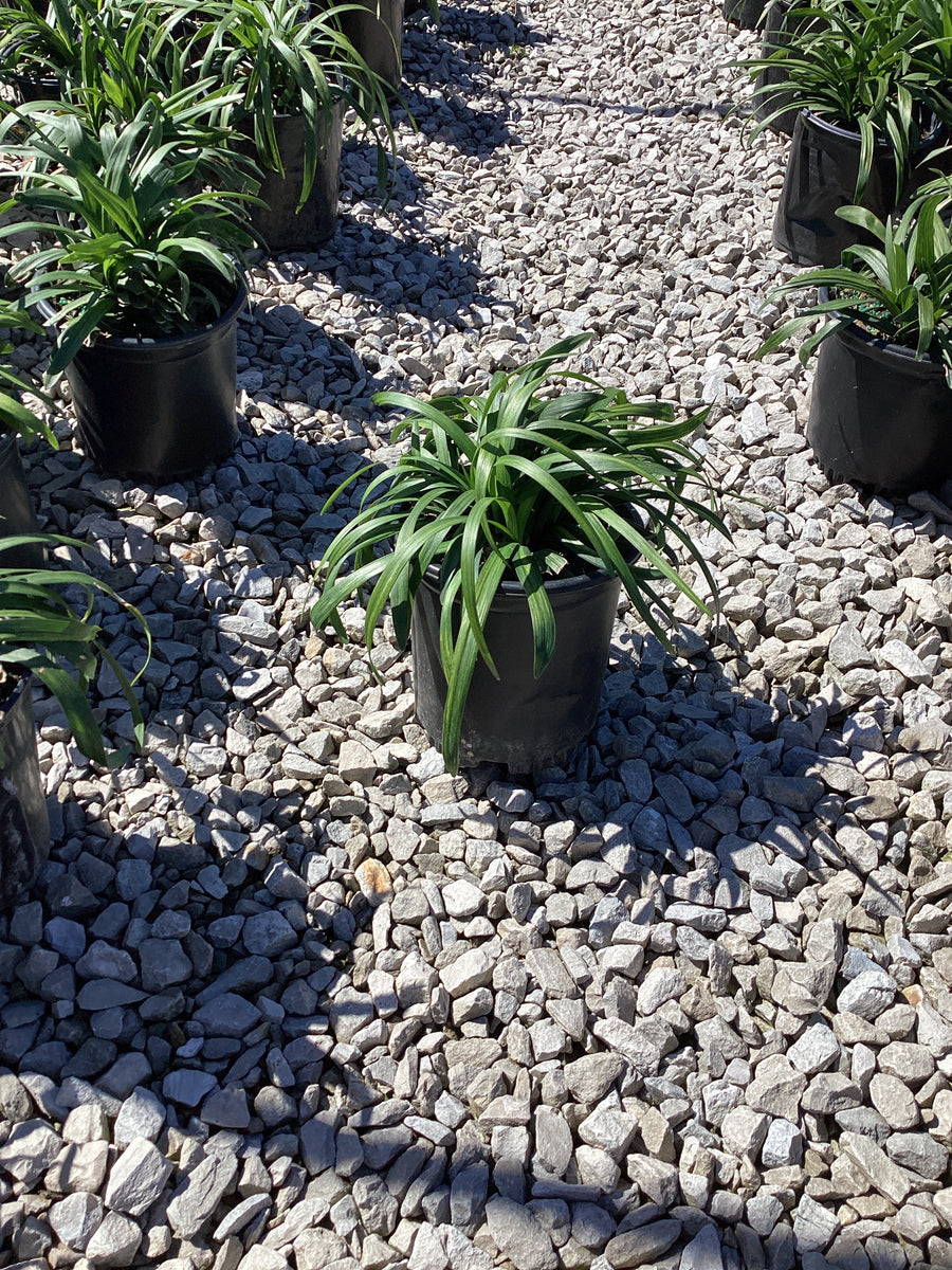 Liriope M 'Royal Purple' — G1