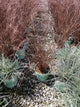 Carex 'Carex Firefox'