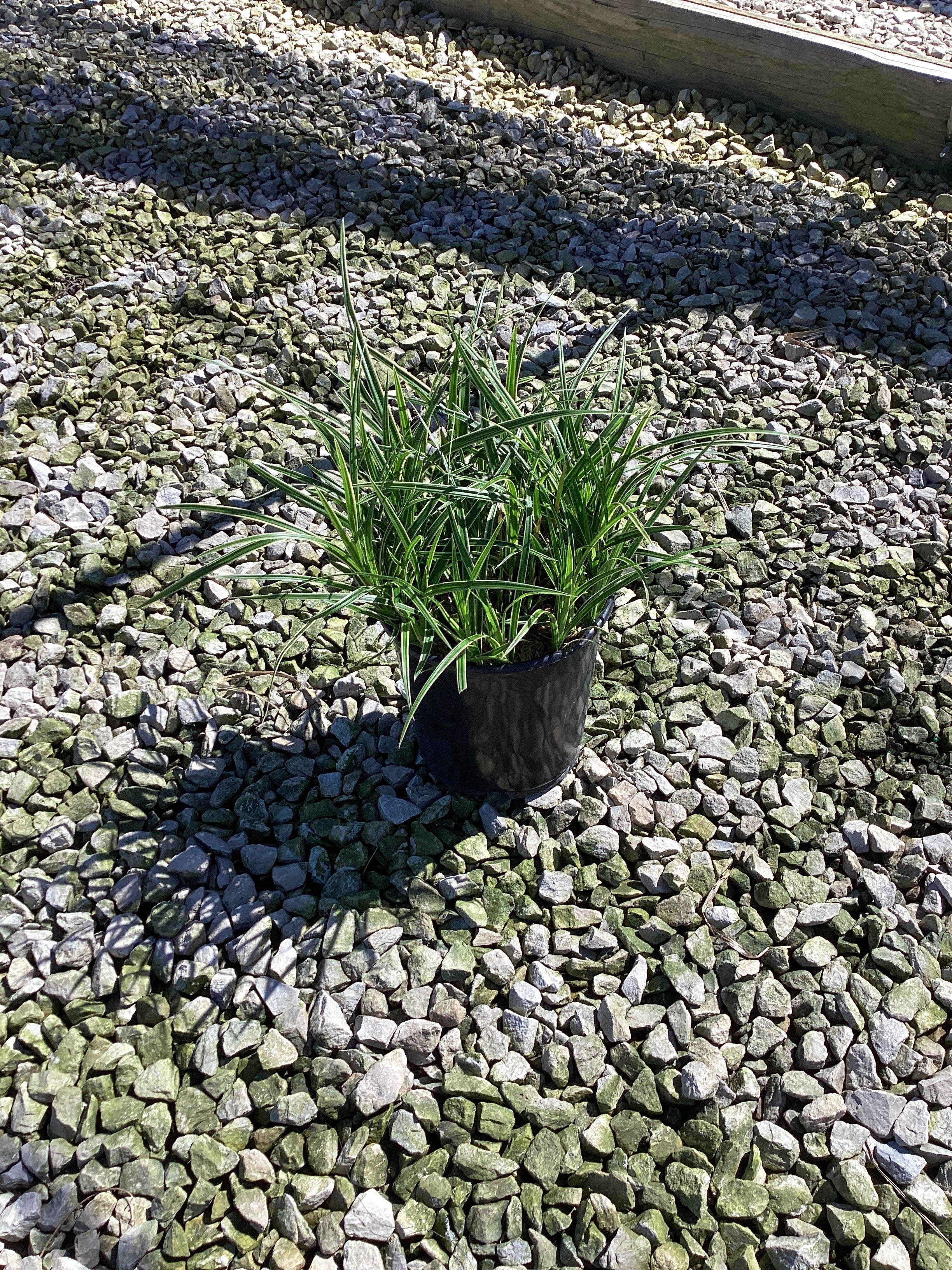 Carex morrowii 'Ice Dance'