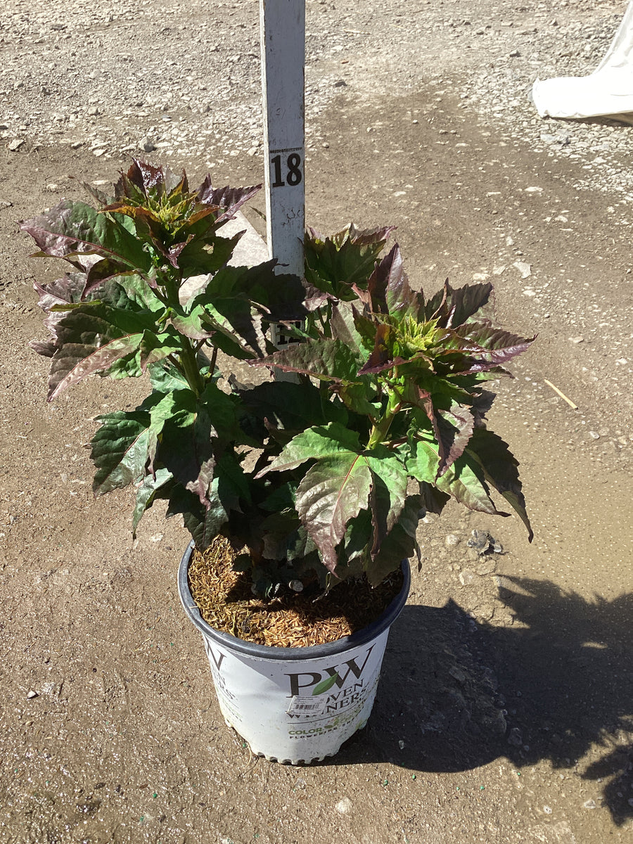 Hibiscus x 'Summerific Valentines Crush' — G2 PW