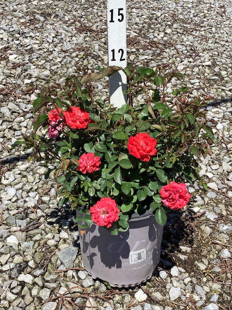 Rosa 'Drift Meidrifora' — G2