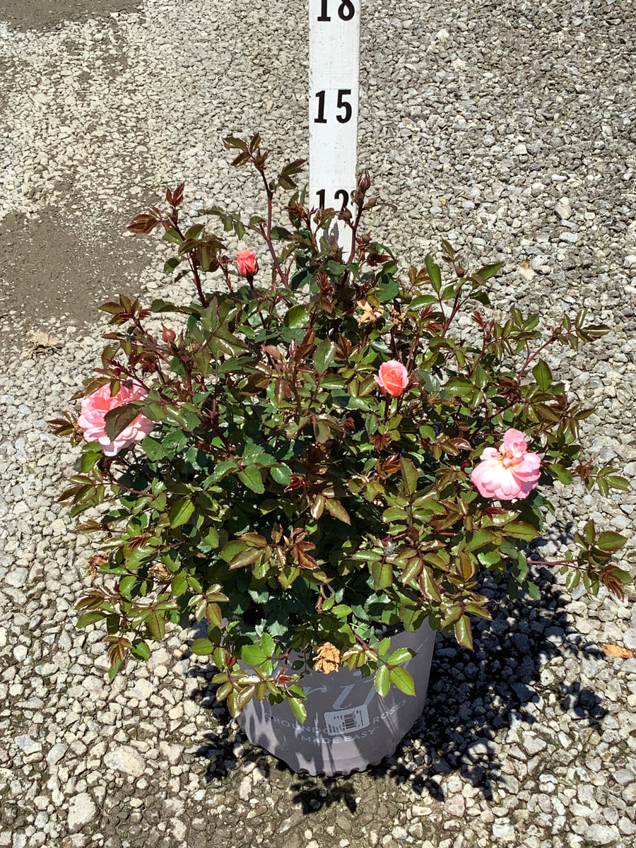 Rosa 'Drift Meimirrote' — G2