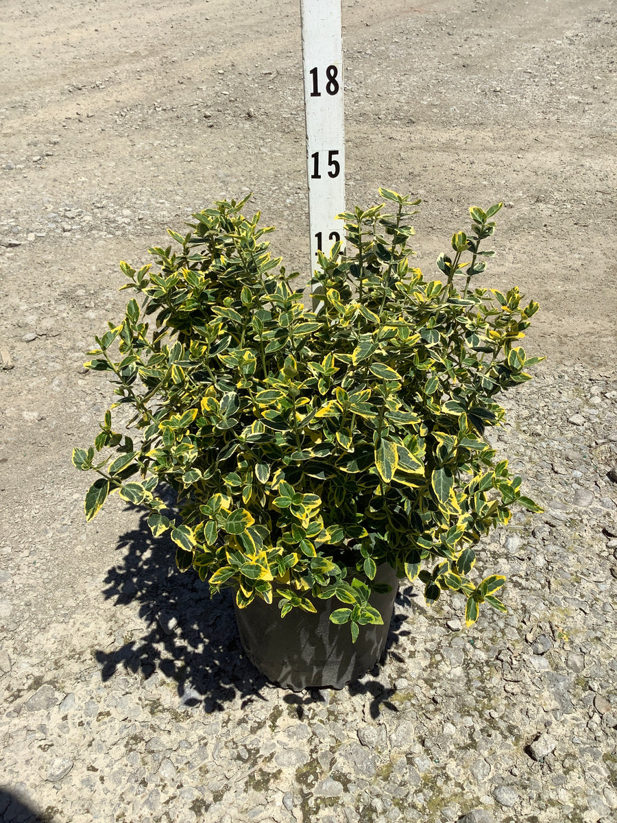 Euonymus fortunei 'Emerald N Gold' — G2 10