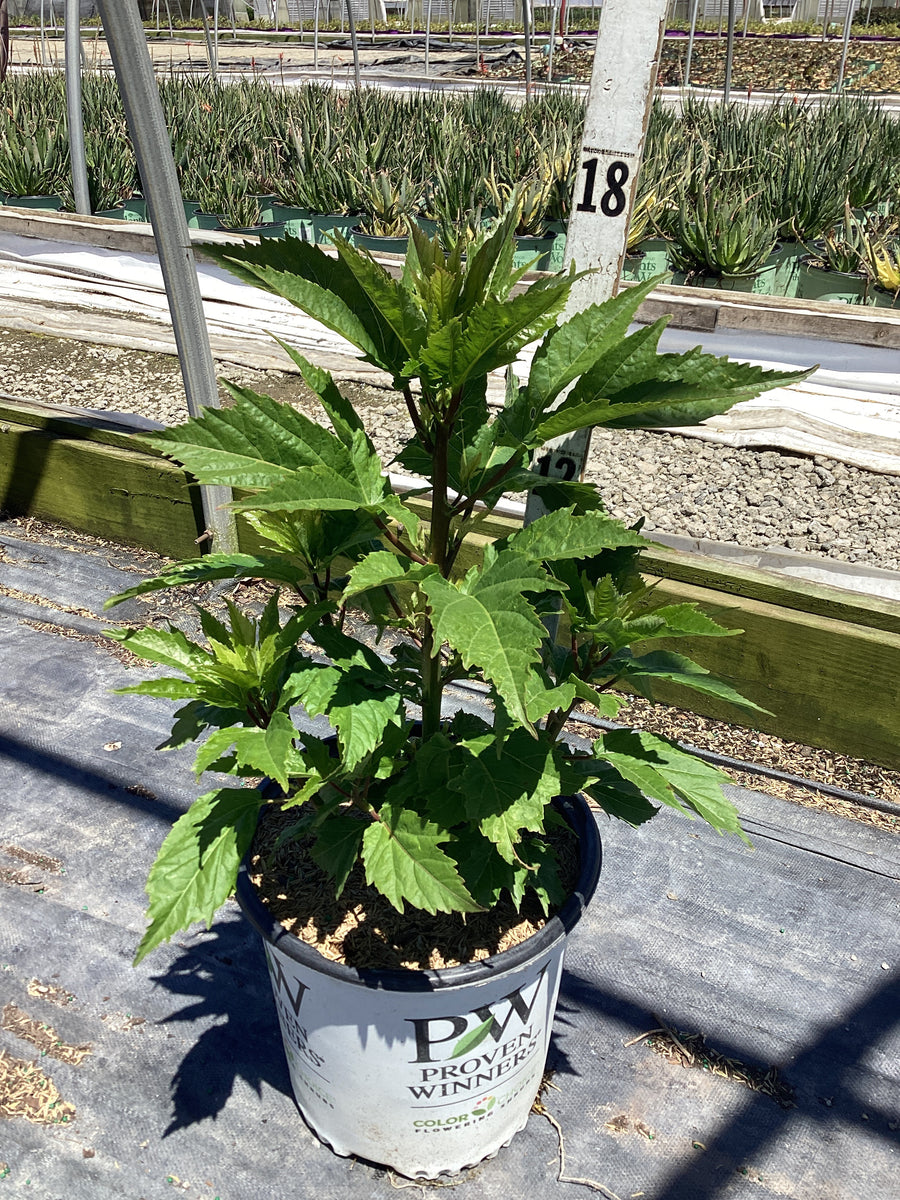 Hibiscus x 'Summerific Ballet Slippers' — G2 PW