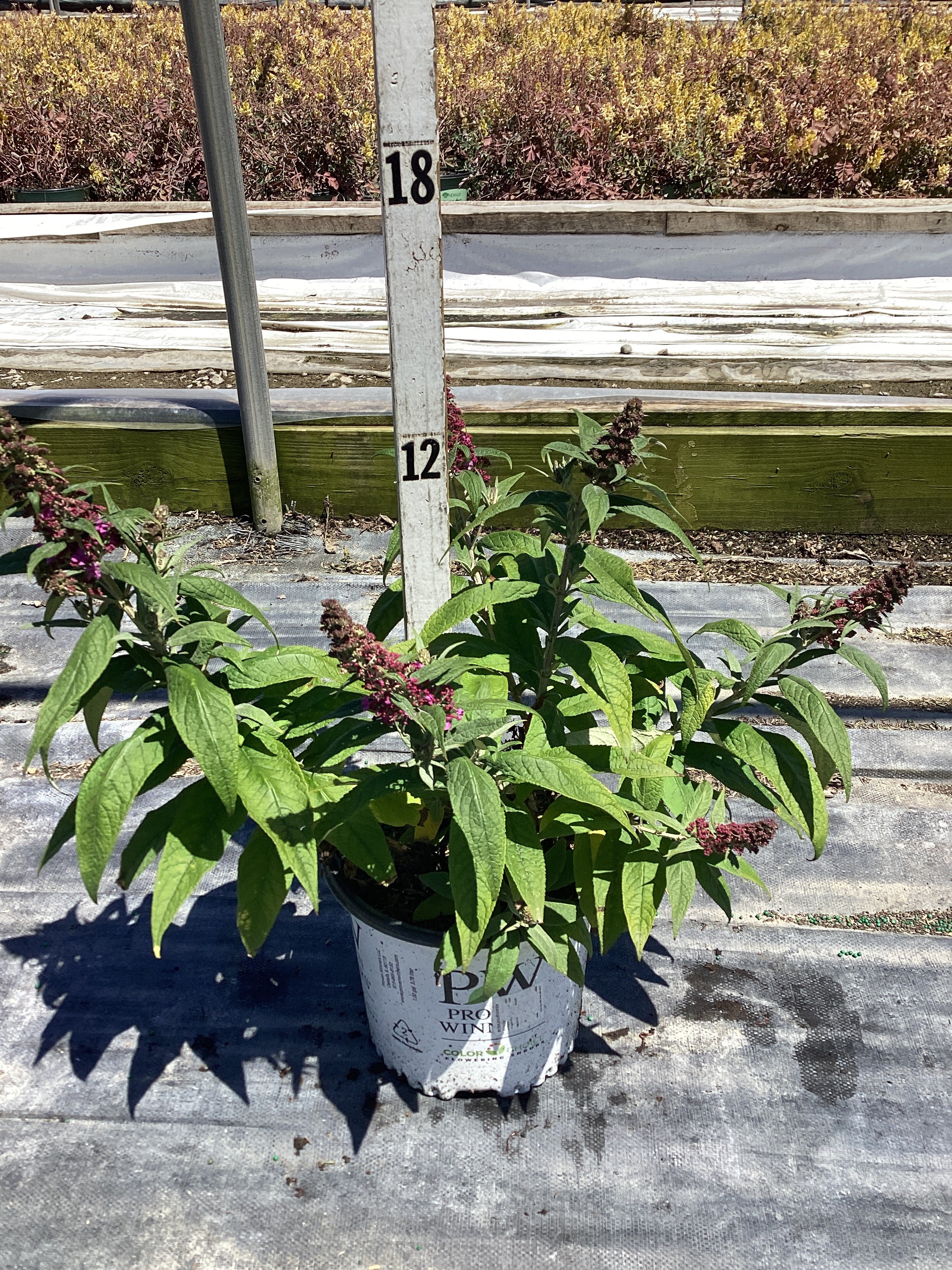 Buddleia 'Pugster Pinker'