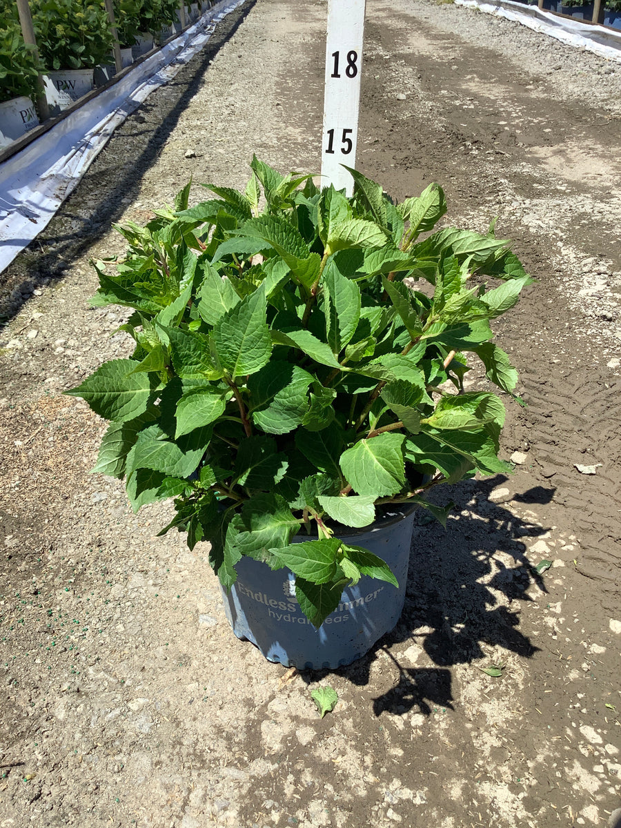 Hydrangea macrophylla Endless Summer Dreamcloud ('Bailmaceight') — G3 ES