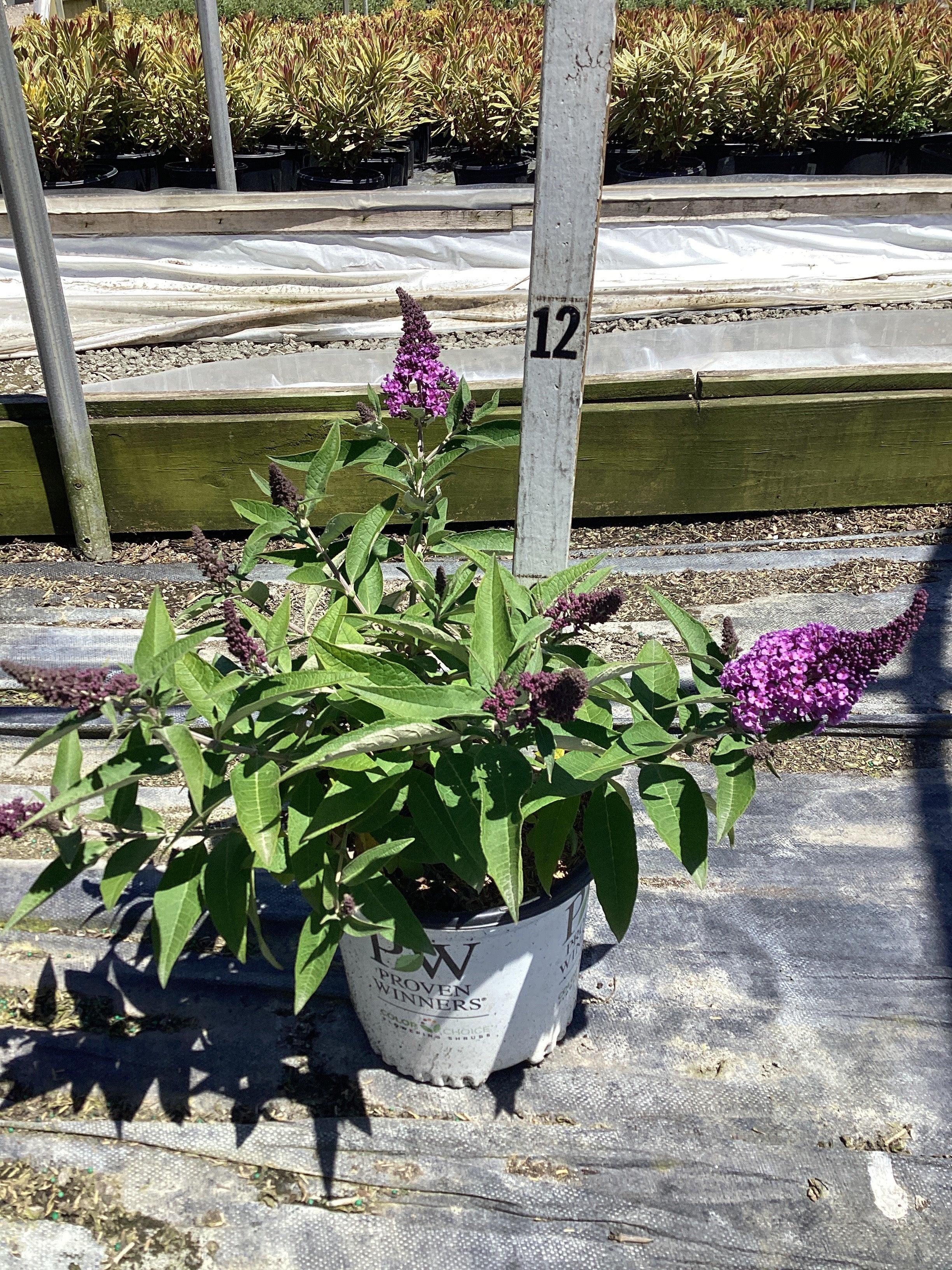 Buddleia 'Pugster Periwinkle'