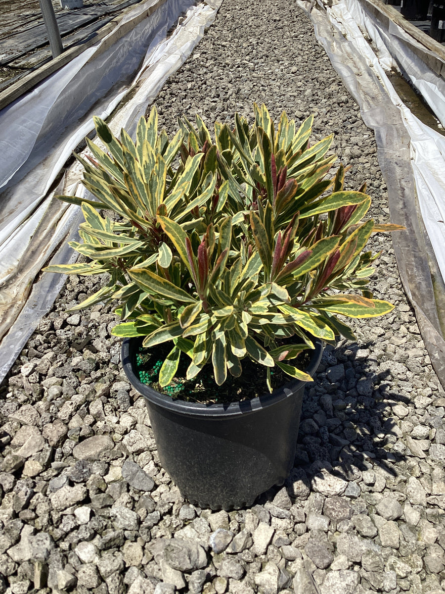 Euphorbia x martinii 'Ascot Rainbow' — 19CM