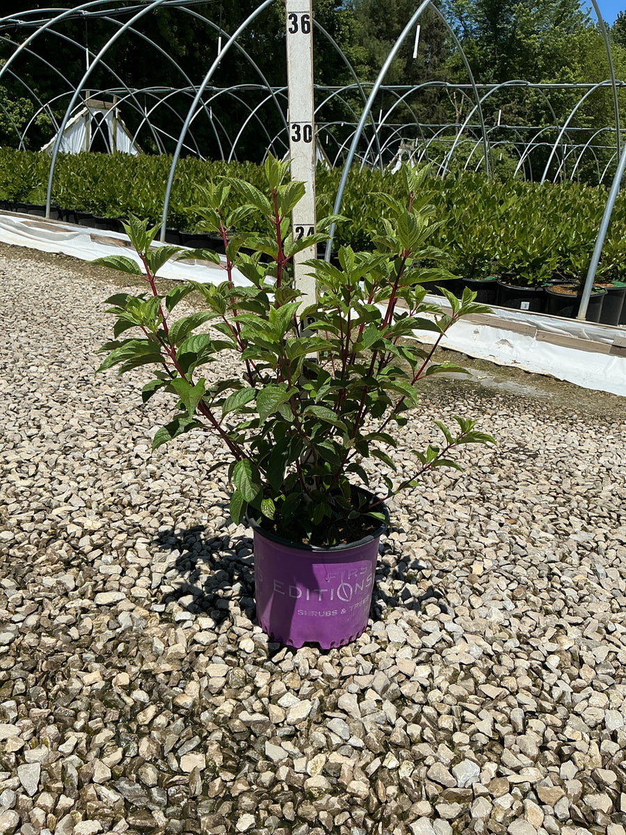 Hydrangea paniculata 'Renhy' — G3 FE