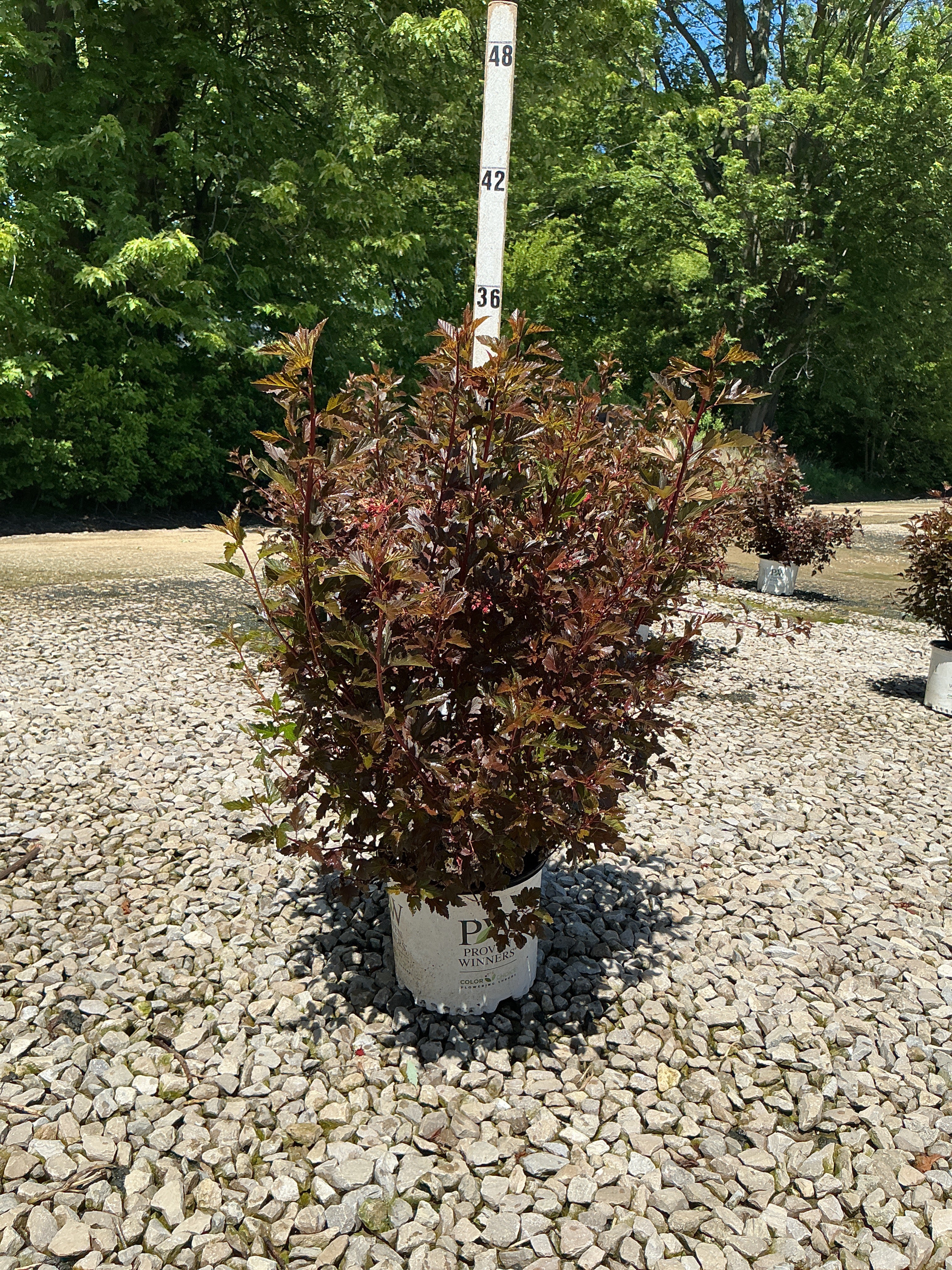Physocarpus opulifolius 'Seward'