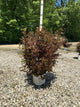Physocarpus opulifolius 'Seward'