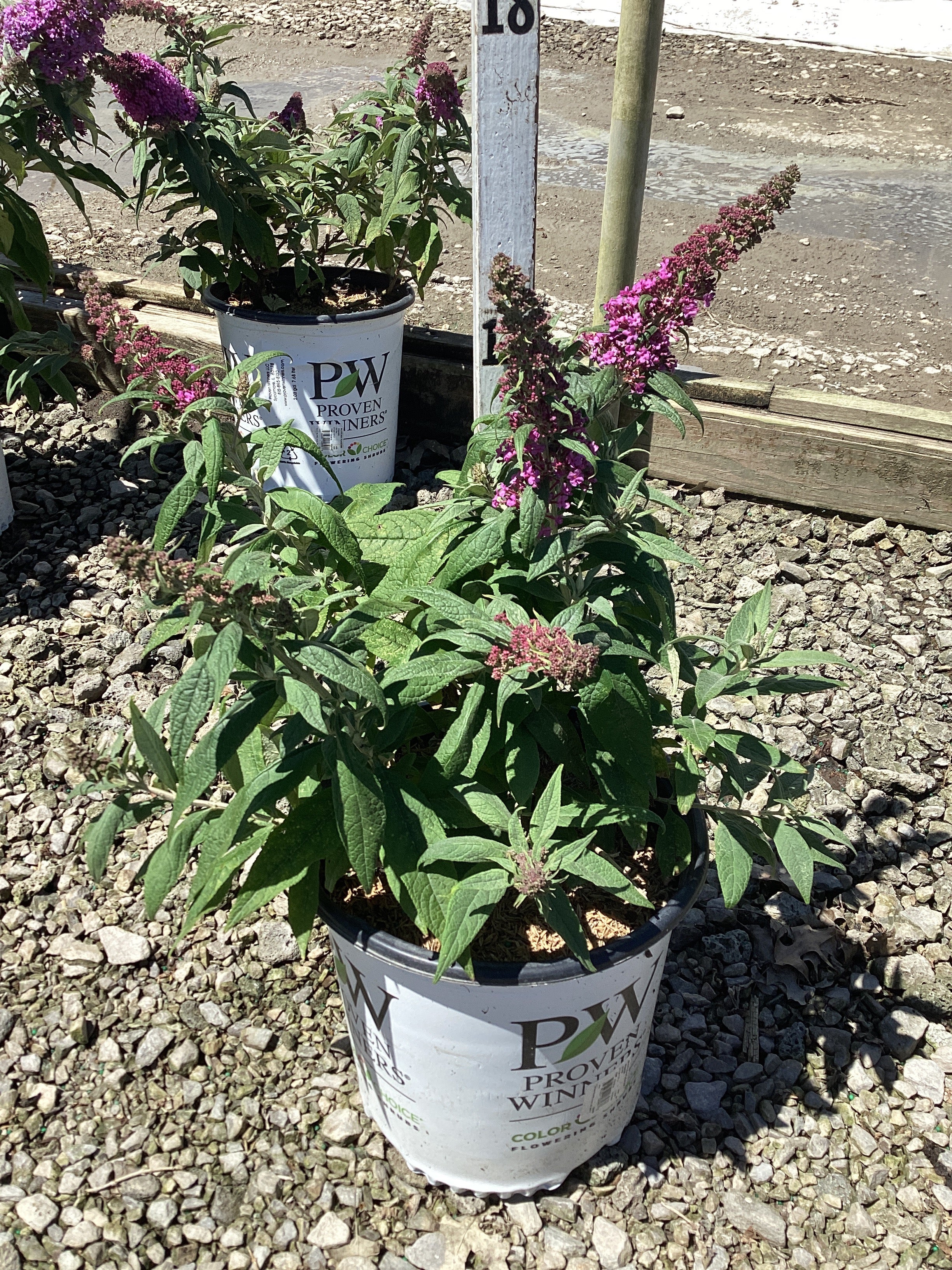 Buddleia 'Pugster Pinker'