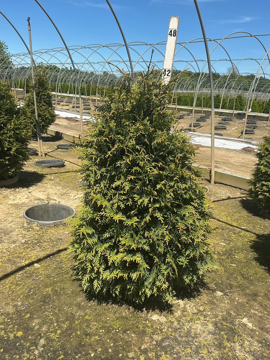 Thuja plicata 'Northern Spire' — G7 42