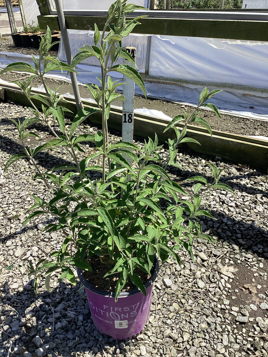 Buddleia groovy 'Grape' — G2 FE