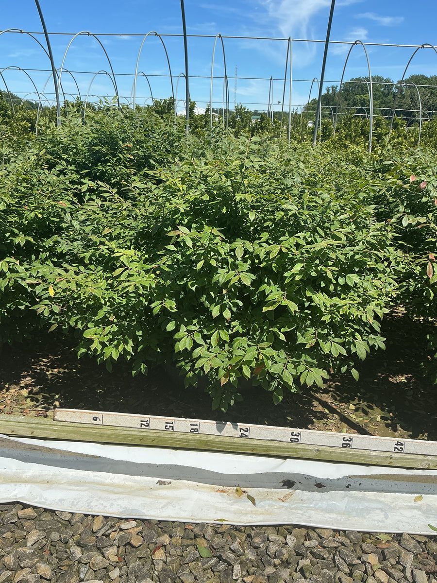 Euonymus alatus 'Compactus' — G15 36