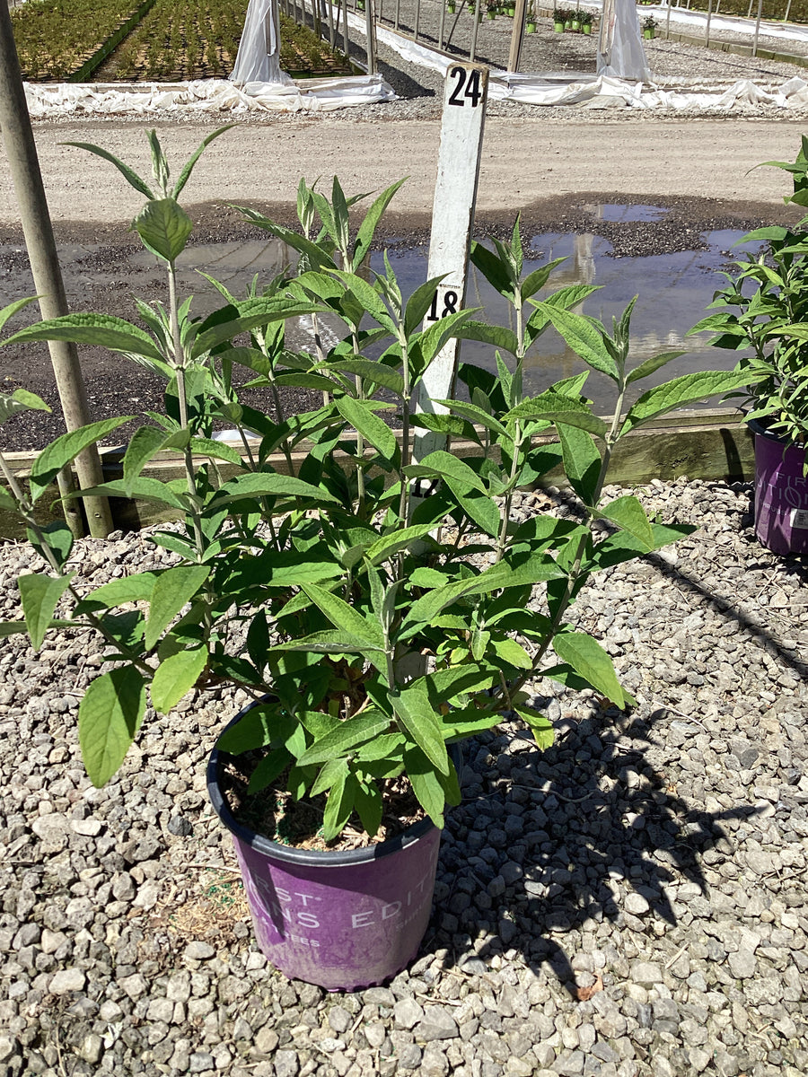 Buddleia funky 'Fuchsia' — G2 FE