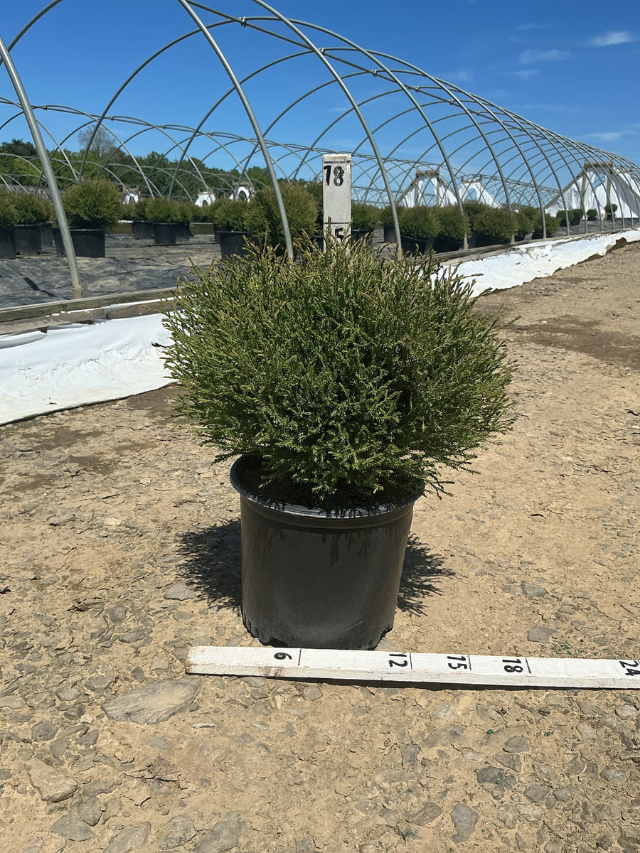 Thuja occidentalis 'Bobazam' — G3 12-15