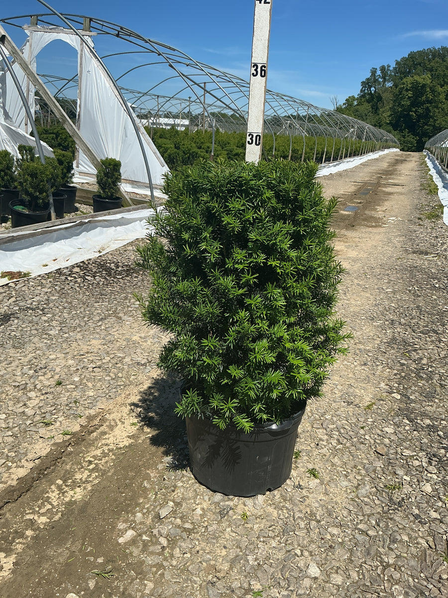 Taxus x media 'Hicksii' — G5 18