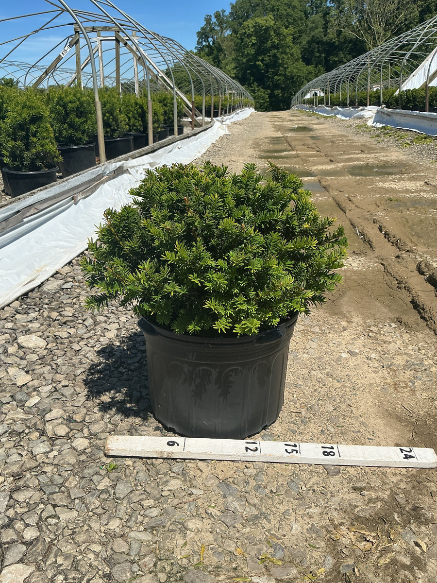 Taxus x media 'Wardii' — G5 18