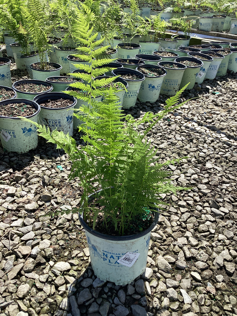Thelypteris 'New York' — G1 AB
