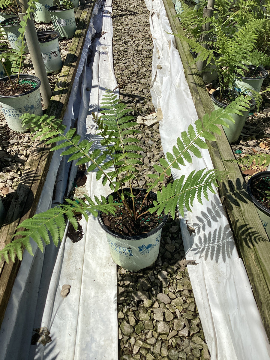 Osmundastrum 'Cinnamon' — 19CM/G1 AB