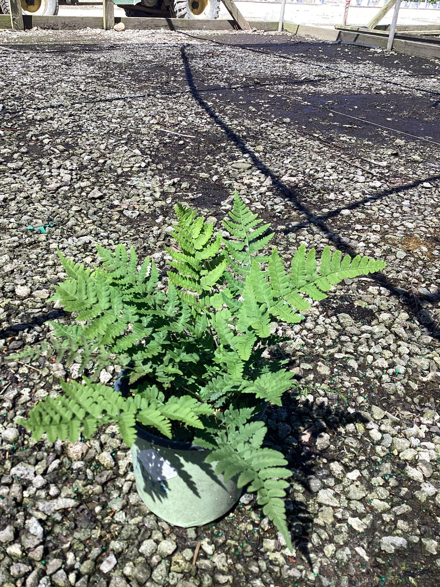 Dryopteris 'Easternwood' — 19CM/G1 AB