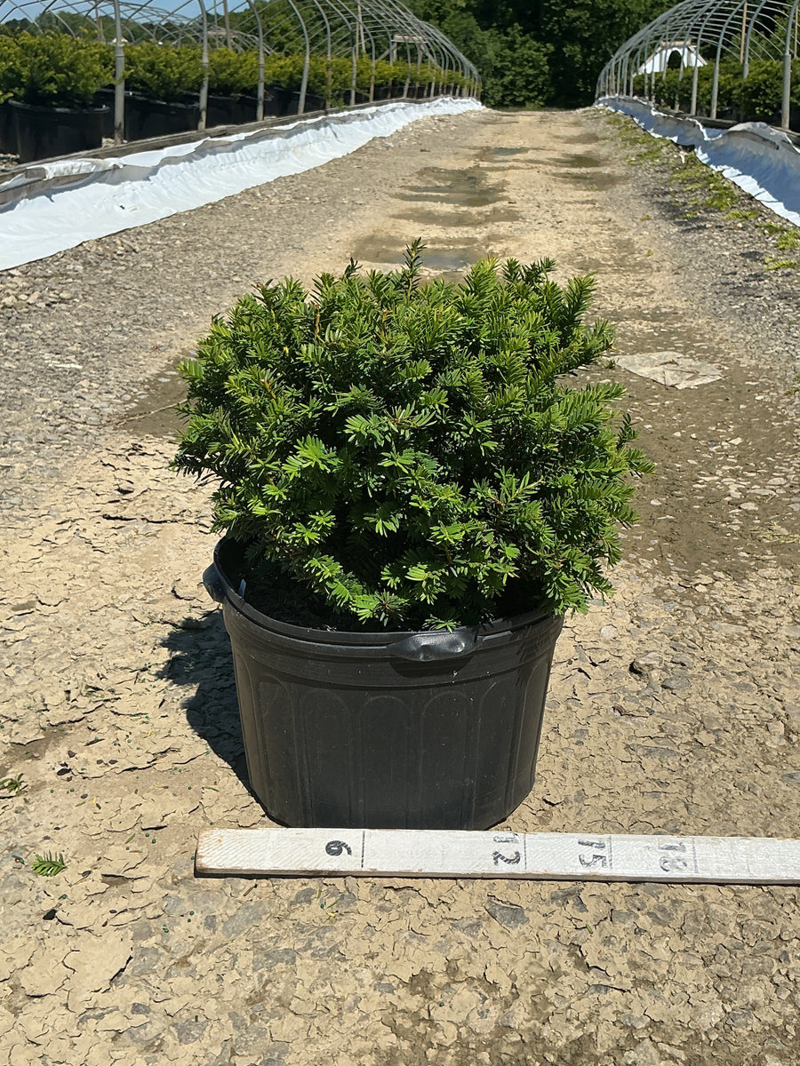Taxus baccata 'Repandens' — G5 15