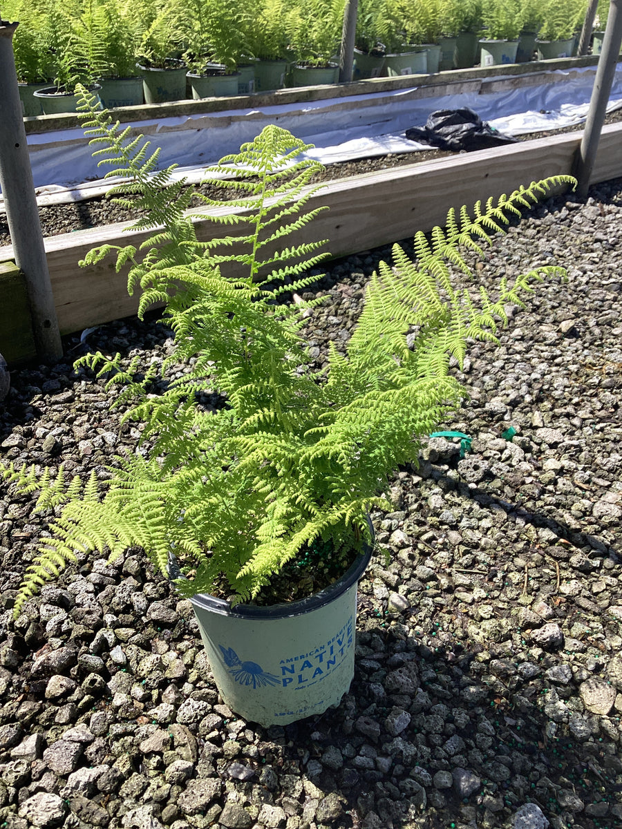 Dennstaedtia 'Hayscented' — 19CM/G1 AB