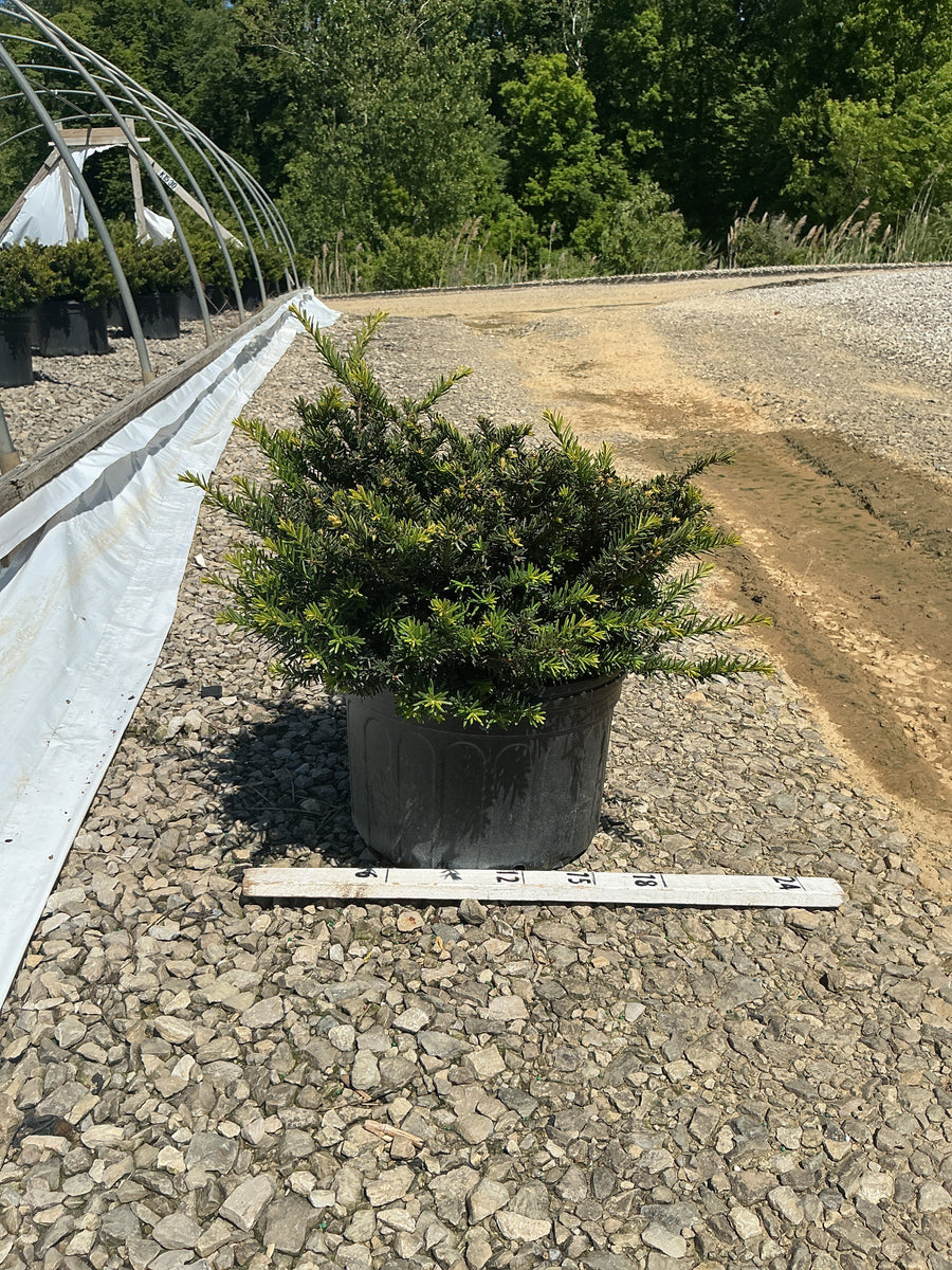 Taxus x media 'Everlow' — G5 15