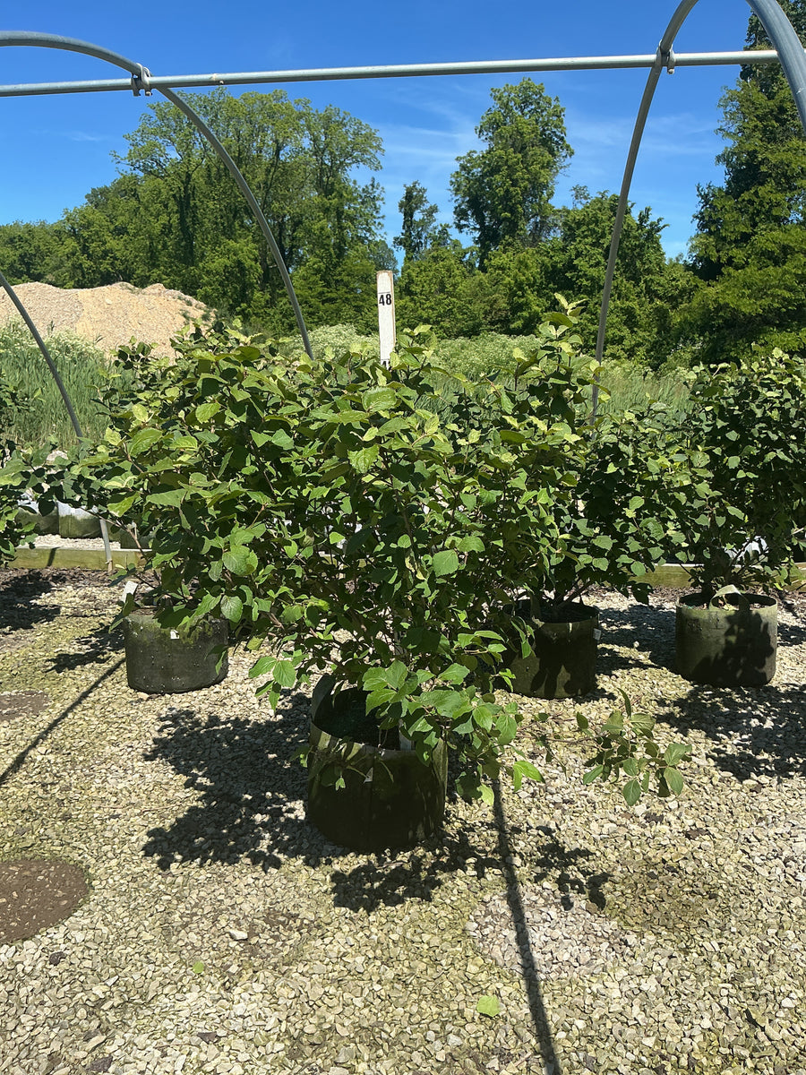 Viburnum x 'Carlesii' — RP10 36