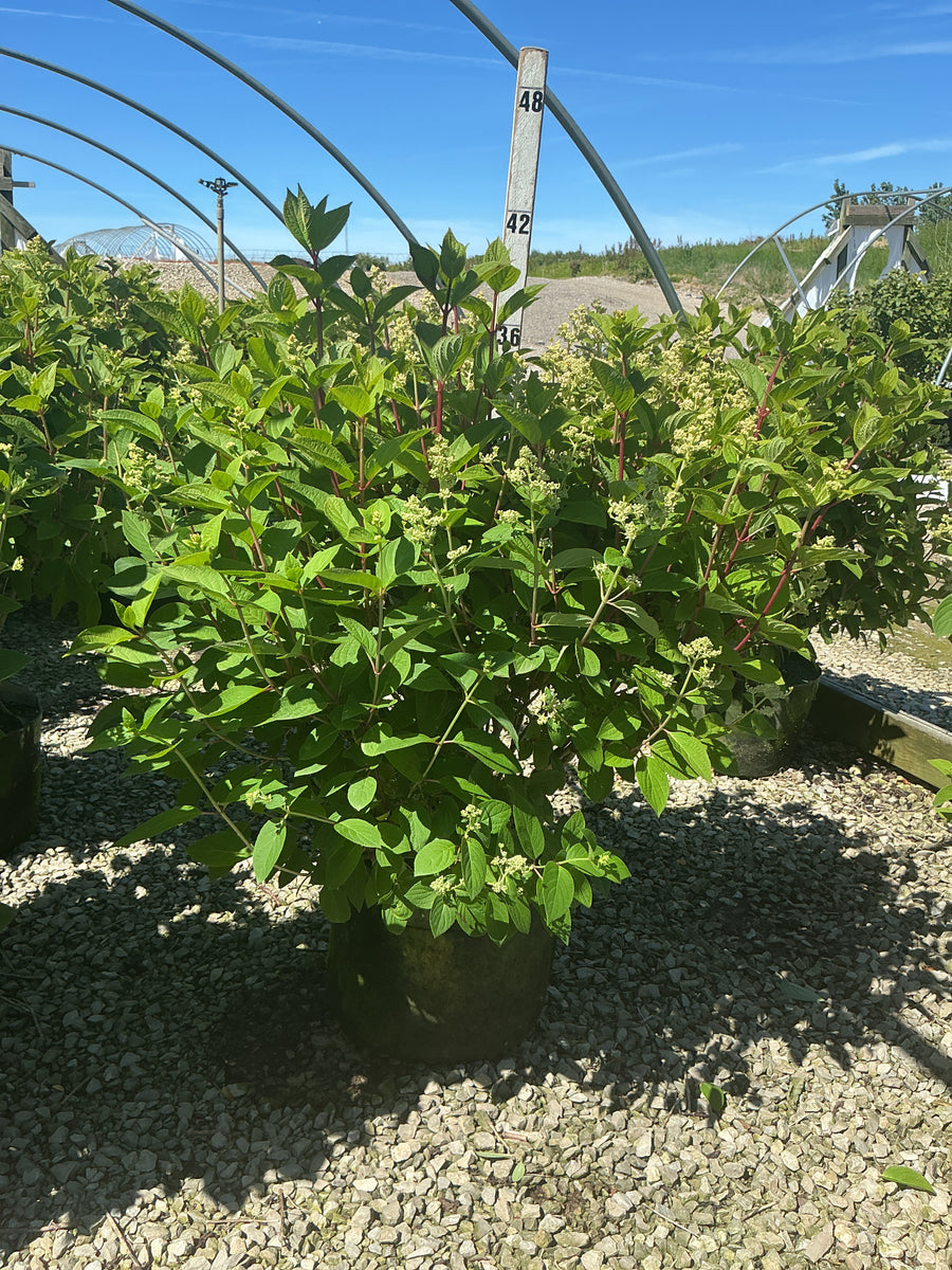 Hydrangea paniculata 'Bulk' — RP10 36