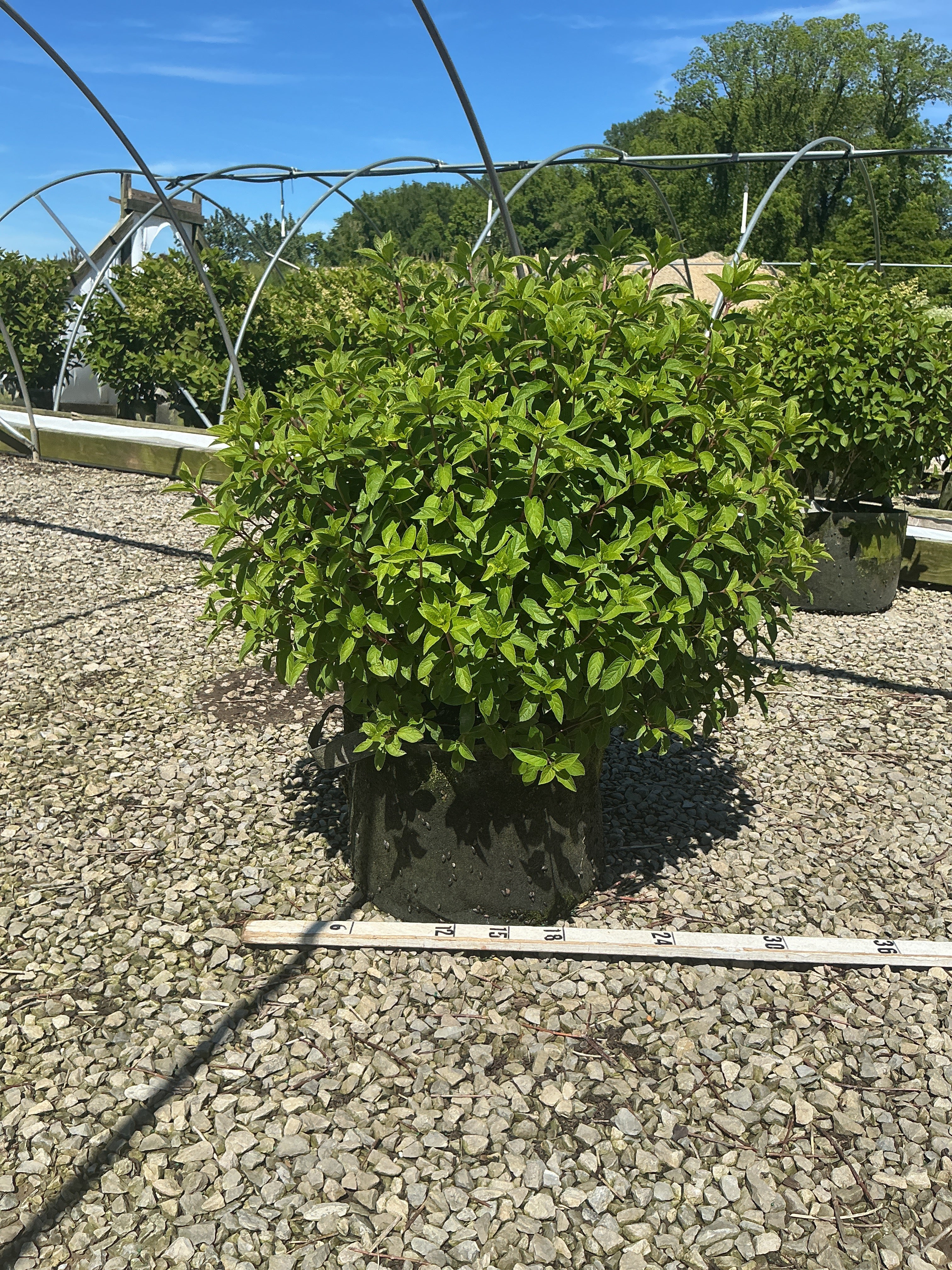 Hydrangea paniculata 'Bobo'