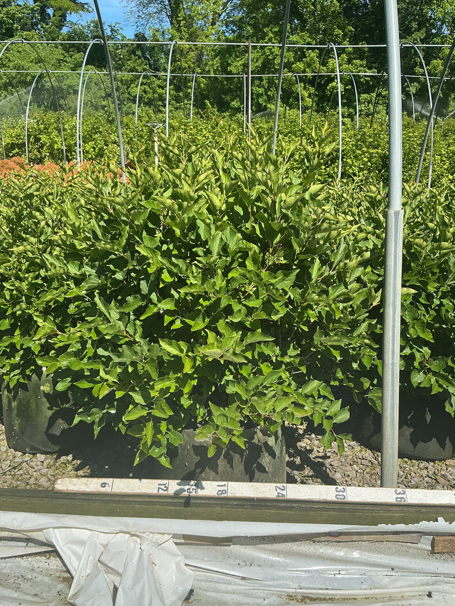 Syringa patula 'Miss Kim' — RP10 24-30